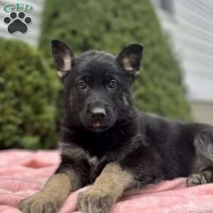 Raven, German Shepherd Puppy