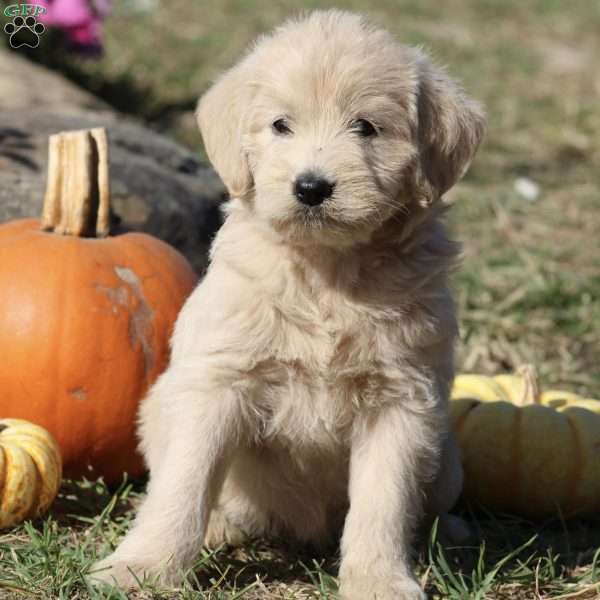 Joy, Mini Labradoodle Puppy