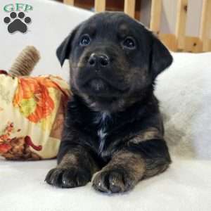 Joey, Labrador Mix Puppy