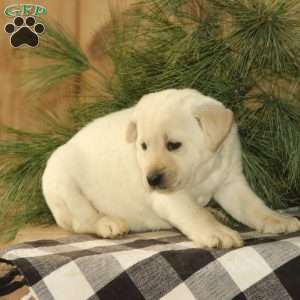 Dandy, Yellow Labrador Retriever Puppy