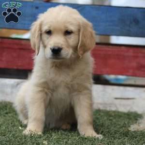 Terry, Golden Retriever Puppy