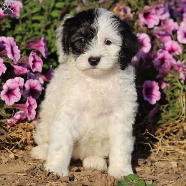 Patches, Cockapoo Puppy