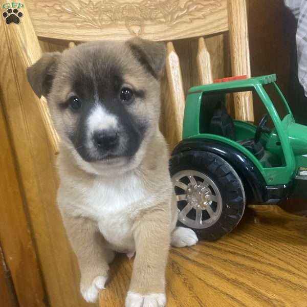 Buddy Boy, Jack Russell Mix Puppy