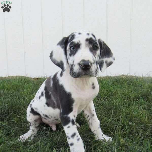 Diego, Great Dane Puppy