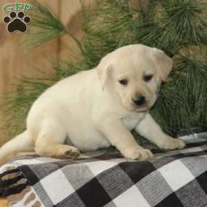 Dolly, Yellow Labrador Retriever Puppy