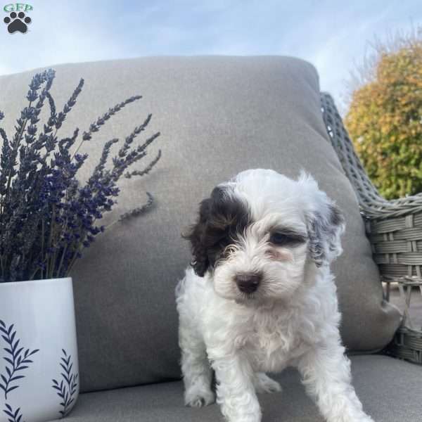 Remi, Maltipoo Puppy