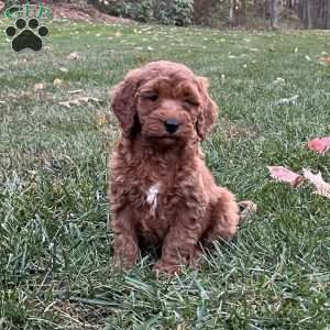 Dakota, Mini Goldendoodle Puppy