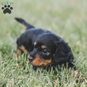 Parker- Mini, Dachshund Puppy