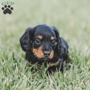 Parker- Mini, Dachshund Puppy