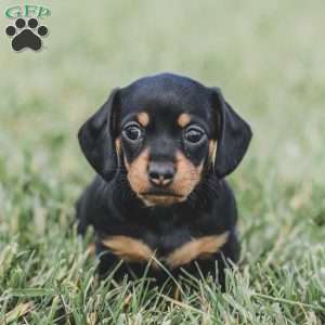 Paisley- Mini, Dachshund Puppy