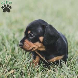 Paisley- Mini, Dachshund Puppy