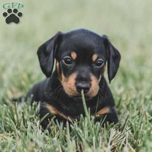 Phoenix- Mini, Dachshund Puppy