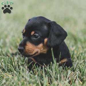 Phoenix- Mini, Dachshund Puppy