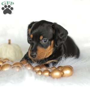 Phoenix- Mini, Dachshund Puppy