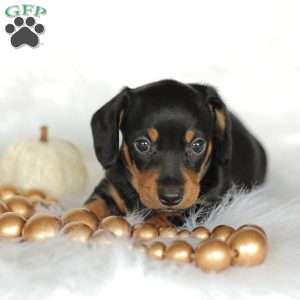 Phoenix- Mini, Dachshund Puppy