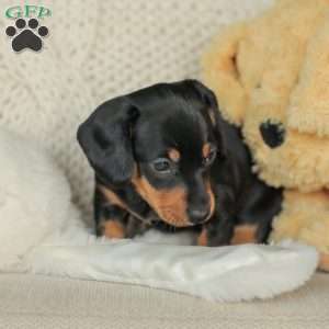 Phoenix- Mini, Dachshund Puppy