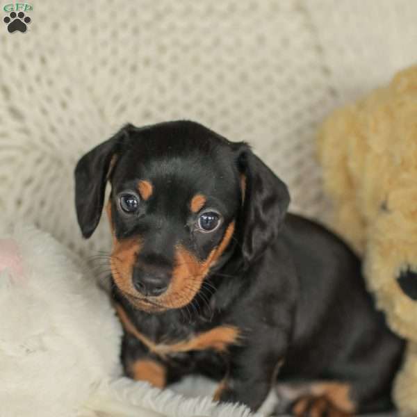 Phoenix- Mini, Dachshund Puppy