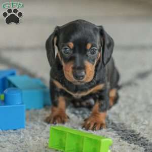 Phoenix- Mini, Dachshund Puppy