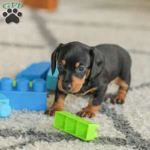 Phoenix- Mini, Dachshund Puppy