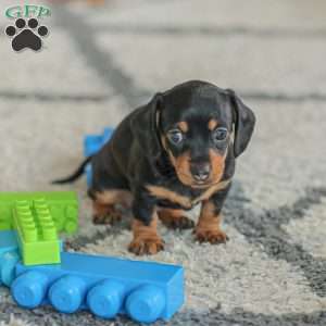 Paisley- Mini, Dachshund Puppy