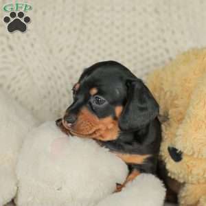 Paisley- Mini, Dachshund Puppy