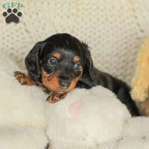 Parker- Mini, Dachshund Puppy