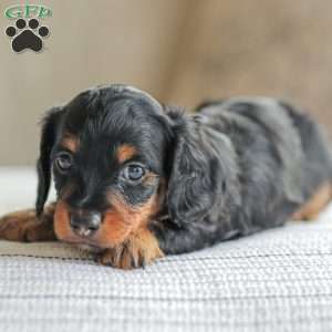 Parker- Mini, Dachshund Puppy