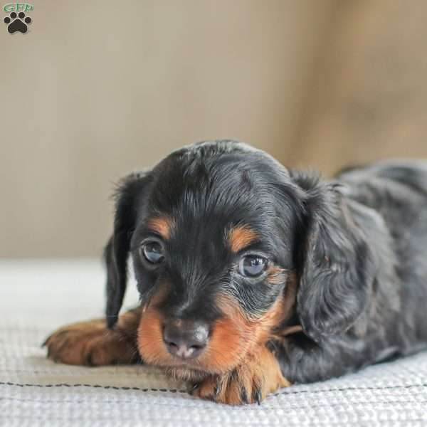 Parker- Mini, Dachshund Puppy