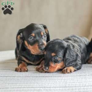 Parker- Mini, Dachshund Puppy