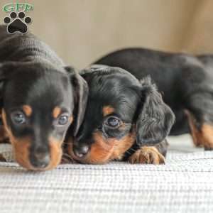 Parker- Mini, Dachshund Puppy