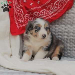 Darla, Australian Shepherd Puppy