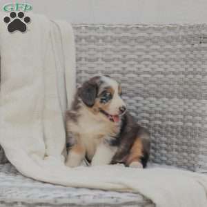 Darla, Australian Shepherd Puppy