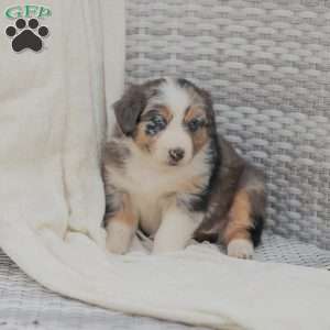 Darla, Australian Shepherd Puppy