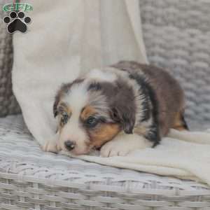 Darla, Australian Shepherd Puppy