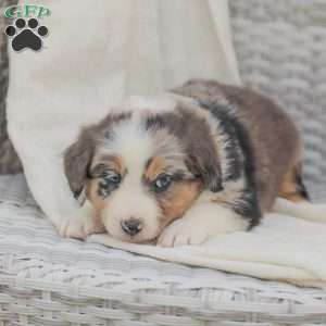 Darla, Australian Shepherd Puppy