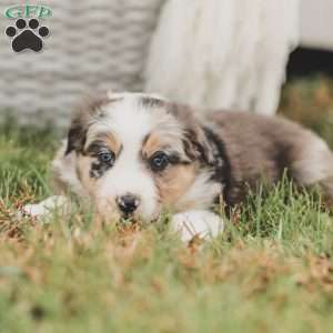 Darla, Australian Shepherd Puppy