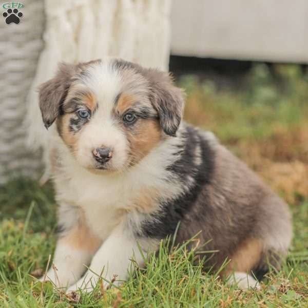 Darla, Australian Shepherd Puppy