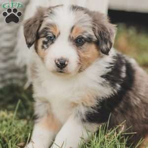 Darla, Australian Shepherd Puppy