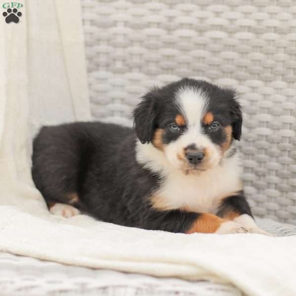 Damien, Australian Shepherd Puppy