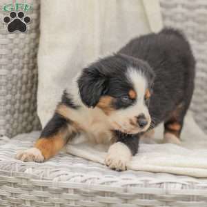 Damien, Australian Shepherd Puppy