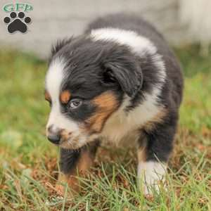 Damien, Australian Shepherd Puppy