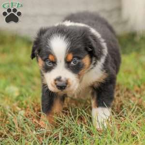 Damien, Australian Shepherd Puppy