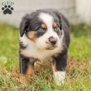 Damien, Australian Shepherd Puppy