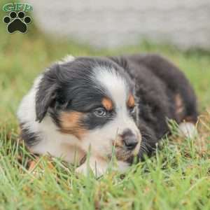 Damien, Australian Shepherd Puppy