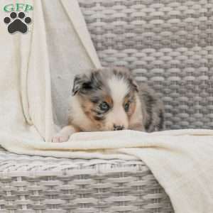 Danny, Australian Shepherd Puppy