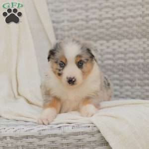 Danny, Australian Shepherd Puppy