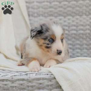 Danny, Australian Shepherd Puppy