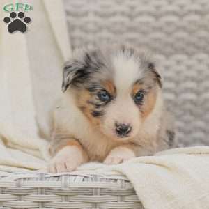 Danny, Australian Shepherd Puppy