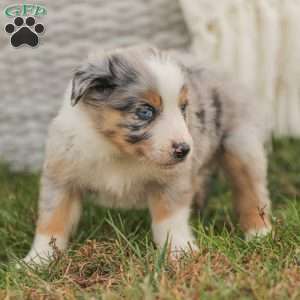 Danny, Australian Shepherd Puppy