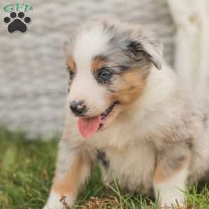 Danny, Australian Shepherd Puppy